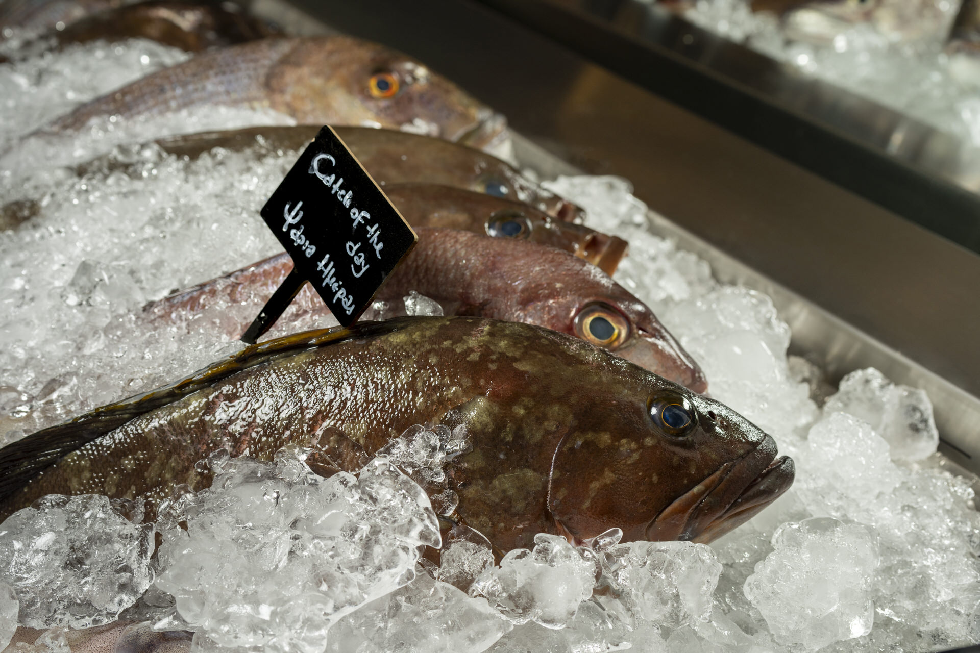  Sea You: Η θαλασσινή «απόβαση» στην καρδιά του Κολωνακίου