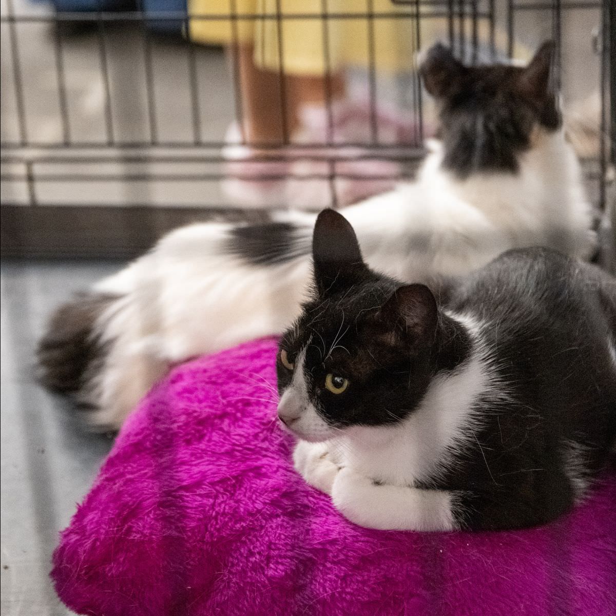 Cat Festival 2026: Δεκάδες γάτες βρήκαν το «παντοτινό τους σπίτι» σε ένα διήμερο γεμάτο αγάπη!