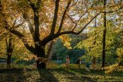 ​Tiergarten: Η πράσινη καρδιά που χτυπά στο κέντρο του Βερολίνου
